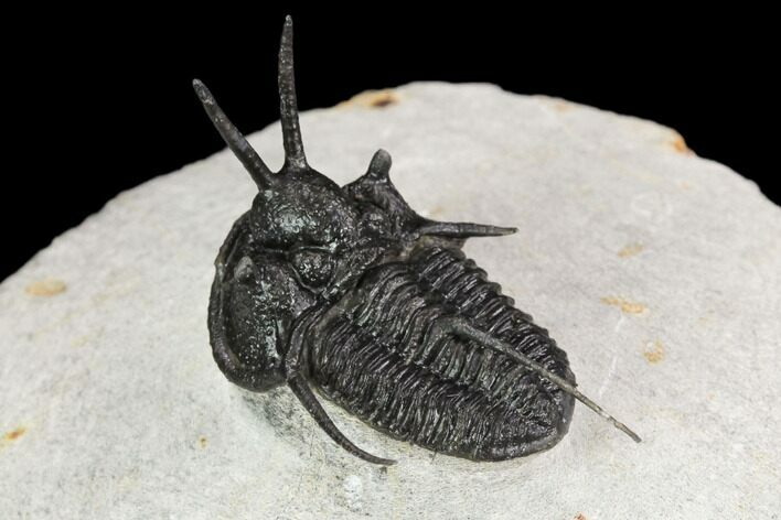Devil Horned Cyphaspis Walteri Trilobite #126245